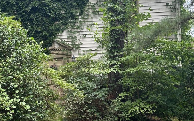 We buy houses in Chesapeake VA — overgrown property purchased for cash